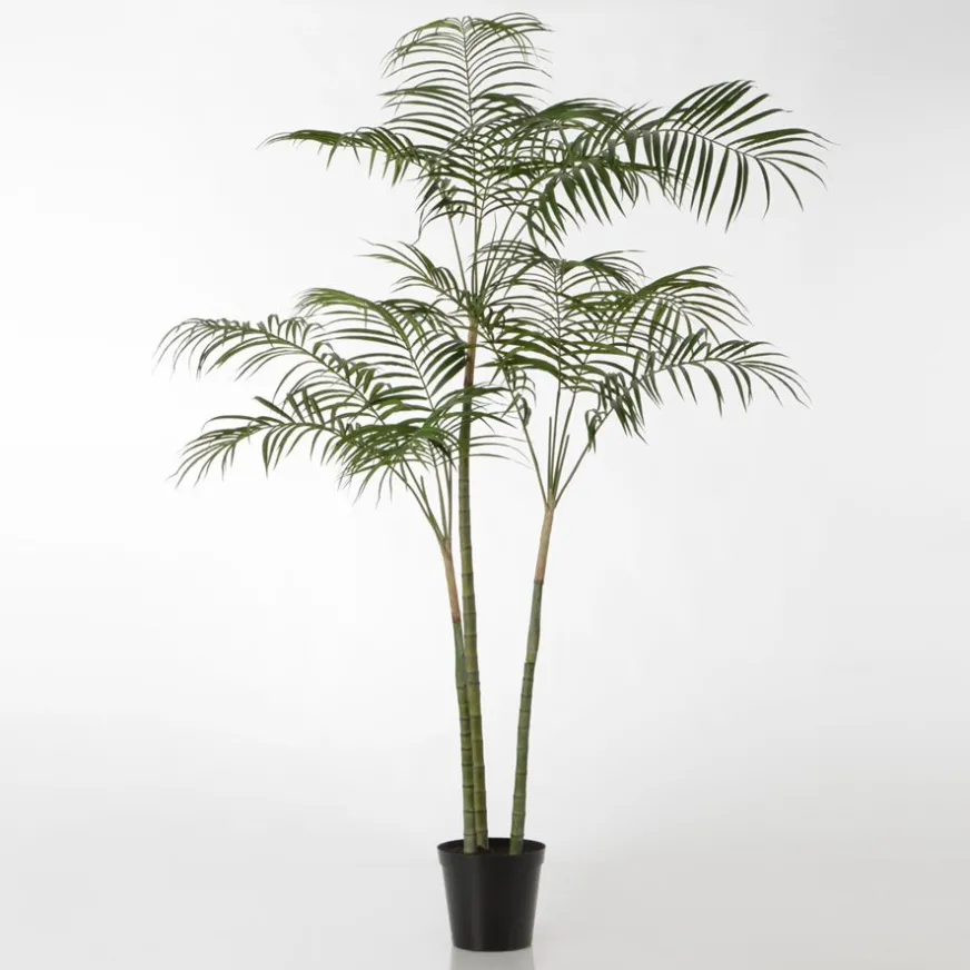 Banak Arel Plante palmier royal