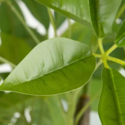 Banak Bambou Arbre pvc