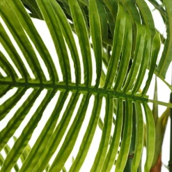 Banak Coly Plant areca palm tree green 