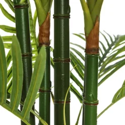 Banak Coly Plant areca palm tree green 