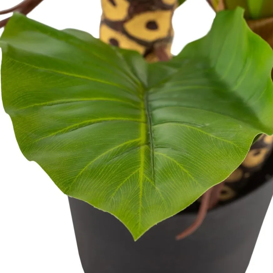 Banak Pana Plante artificielle